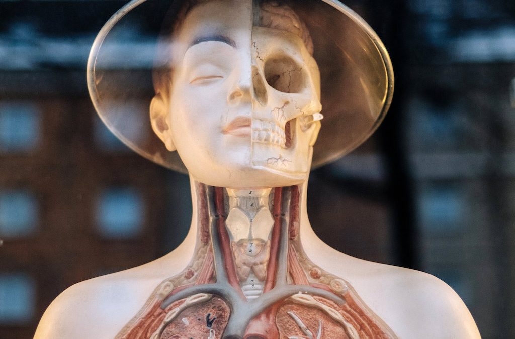 What is the difference between Uninsured Motorist and Bodily Injury coverage?