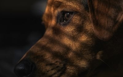 Colorado dog bite law; How to sue as the victim of dog attacks