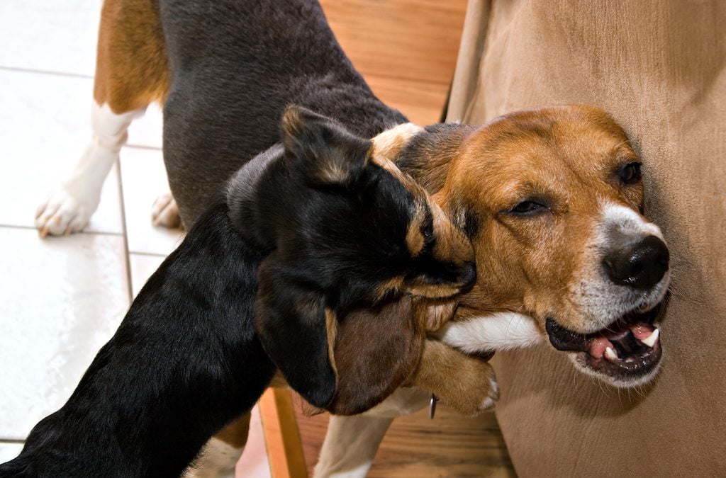 Dog bite lawyer: do you need to hire an attorney for a claim?