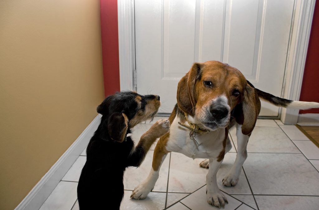 Colorado dog bite lawyer: what defenses are there to a claim?